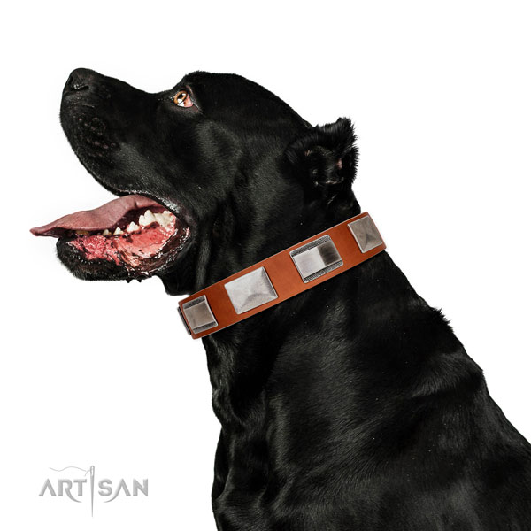Handcrafted walking leather Cane Corso collar