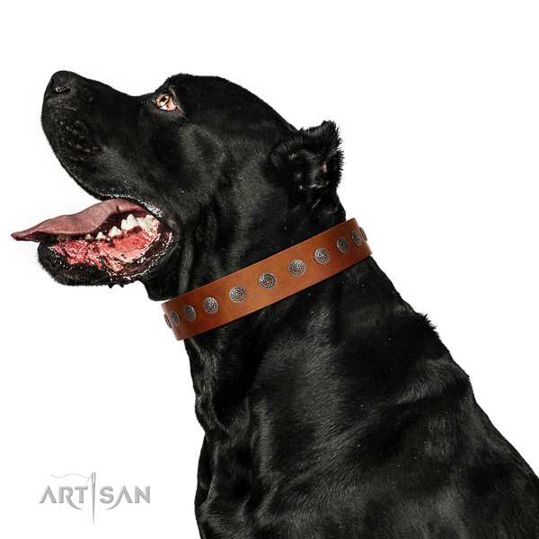 Extraordinary walking tan leather Cane Corso collar with chic decorations