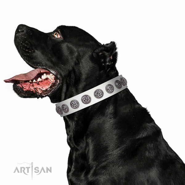 Walking top-notch quality walking leather Cane Corso collar