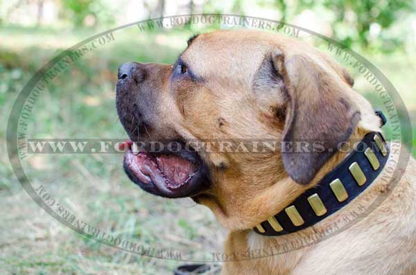 Cane Corso Collar Leather Handcrafted Walking Dog Gear