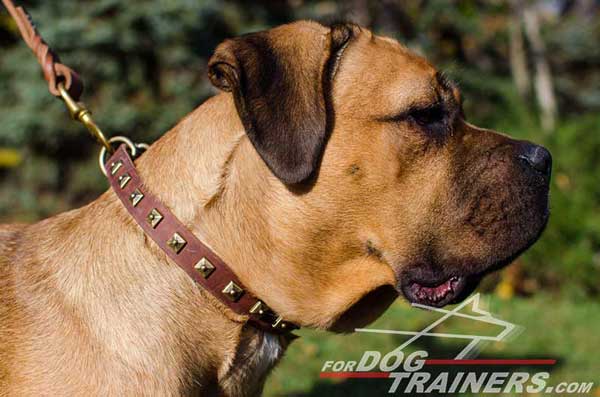 Designer Walking Studded Leather Dog Collar for Cane Corso