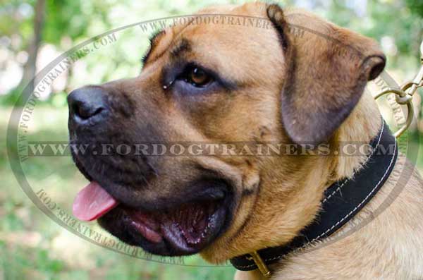 Cane Corso Leather Collar with Inside Nappa Leather Lining for Training