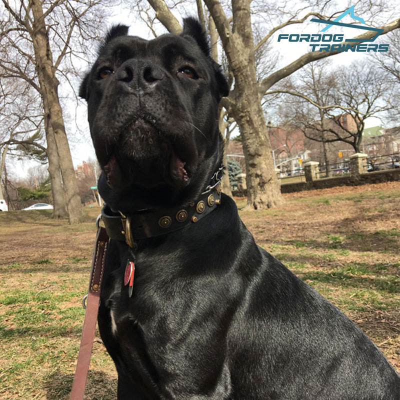 Cane Corso Proud of His New Leather Dog Collar Handmade