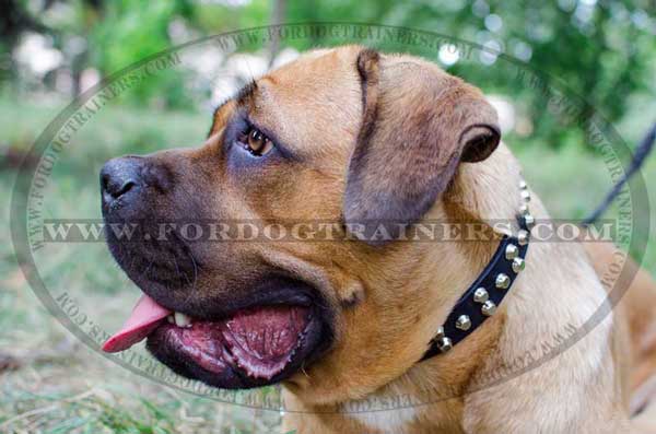 Cane Corso Collar Handcrafted Walking Dog Supply