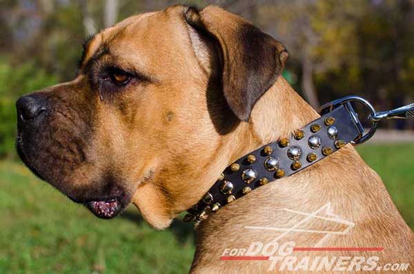 Leather Cane Corso Collar with nickel hardware 