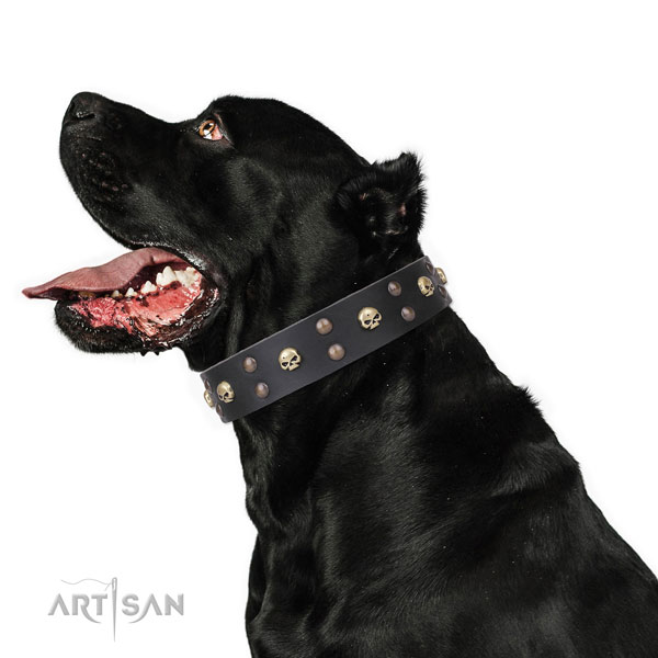 Cane Corso unusual genuine leather dog collar with decorations
