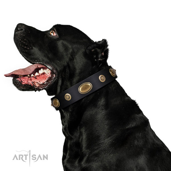 Cane Corso basic training dog collar of extraordinary quality genuine leather