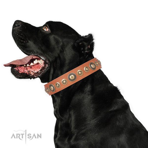 Cane Corso impressive full grain genuine leather dog collar with adornments