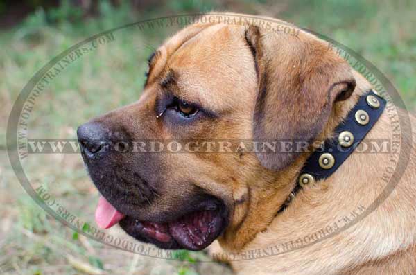 Pure Leather Dog Collar with Dotted Circles for Cane Corso 