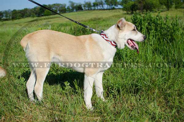 Leather Central Asian Shepherd Collar for obedience training