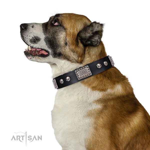 Central Asian Shepherd everyday walking dog collar of best quality leather