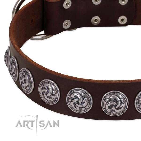 Brown leather dog collar with silver-like decorations fow daily walks