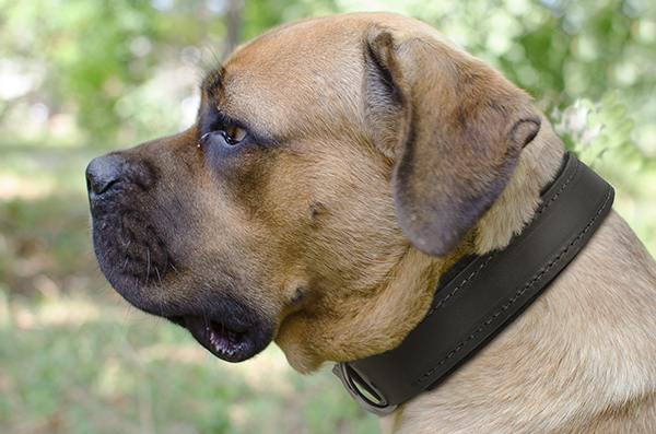 Durable Leather Dog Collar
