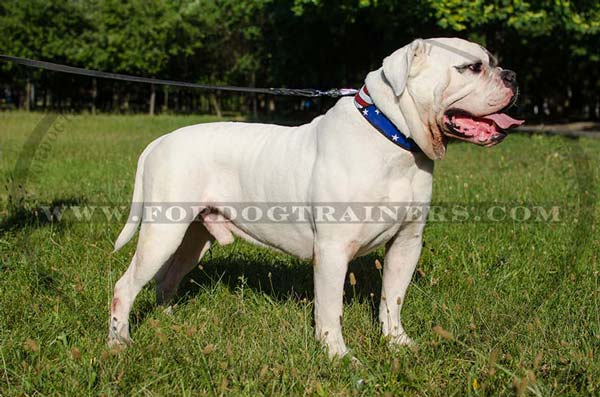 American Bulldog Collar with US style painting