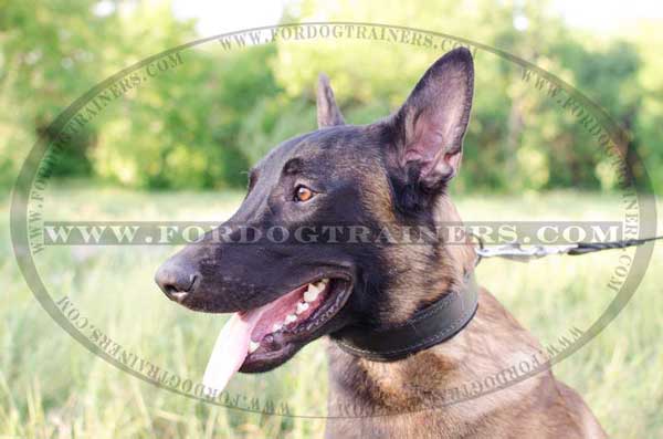 Padded Leather Belgian Malinois Collar