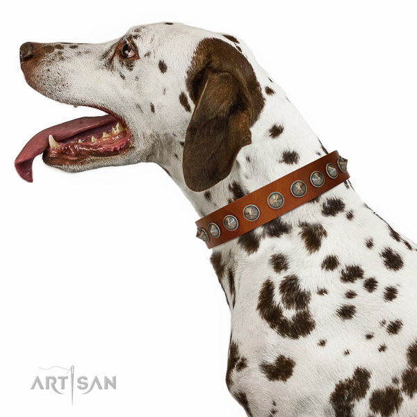 Extraordinary walking tan leather Dalmatian collar with chic decorations