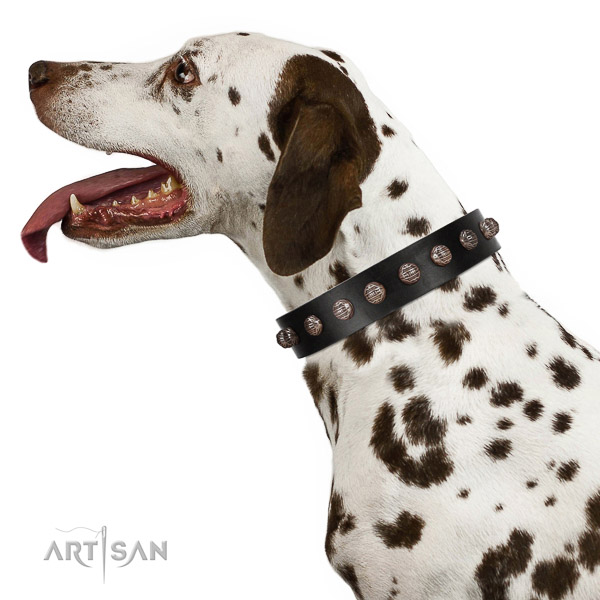 Extraordinary walking black leather Dalmatian collar with chic decorations