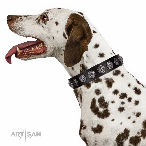 Extraordinary walking black leather Dalmatian collar with chic decorations