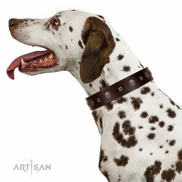 Extraordinary walking brown leather Dalmatian collar with chic decorations