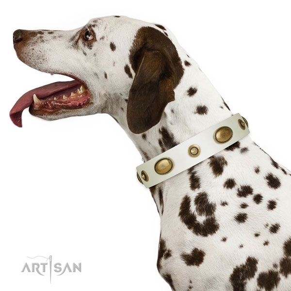Dalmatian comfortable wearing dog collar of fine quality genuine leather