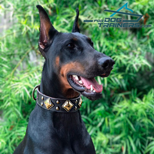 Trendy Decorated Doberman Collar a Perfect Match for Danke