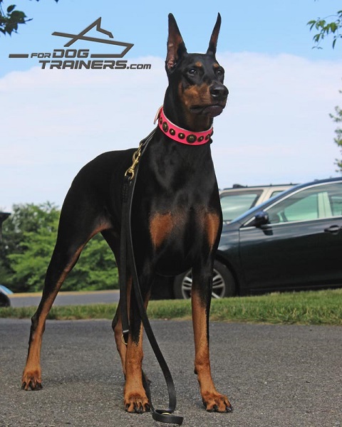 Wide Pink Leather Doberman Collar