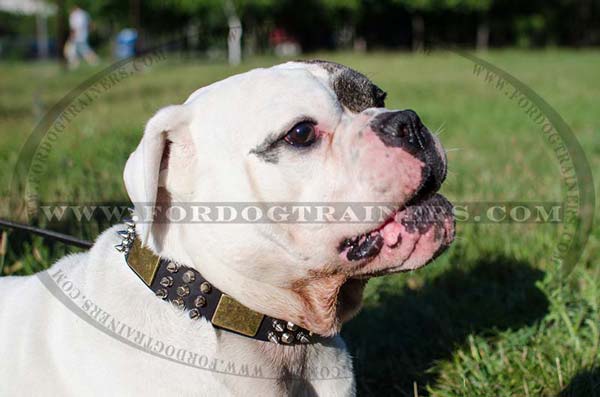 American Bulldog Collar Hand-made