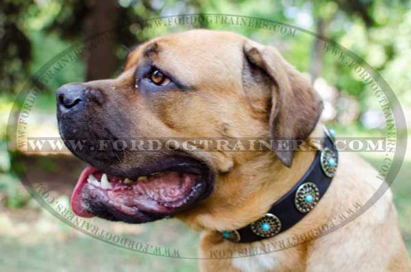 Decorated Cane Corso Collar with Silver-Like Circles