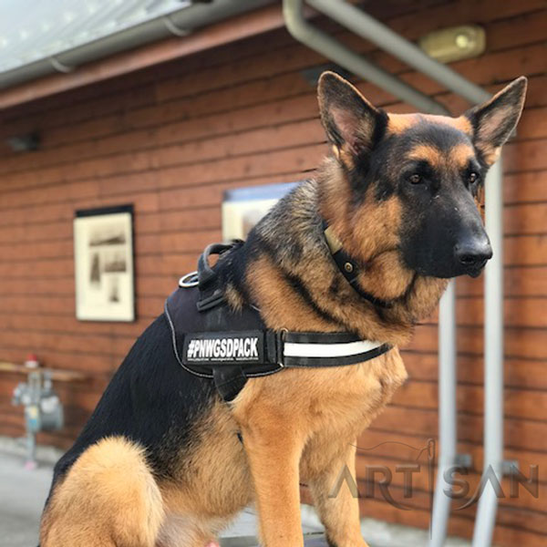 Perfect Luke in Stylish Leather German Shepherd Collar