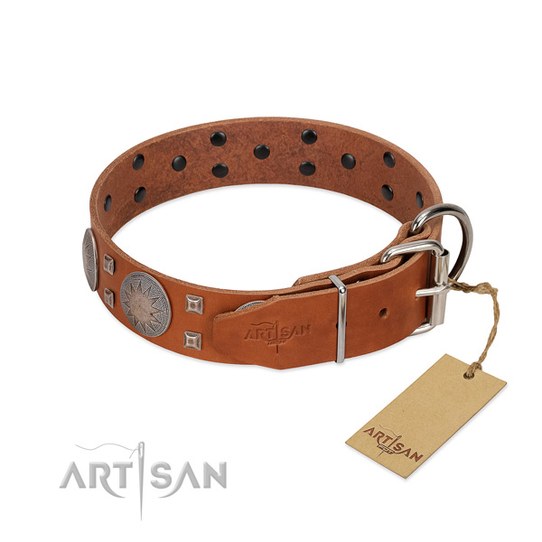 Polished leather dog collar with chrome plated hardware for easy fitting