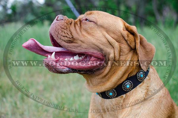 Pure Leather Collar with circles for Dogue-De-Bordeaux