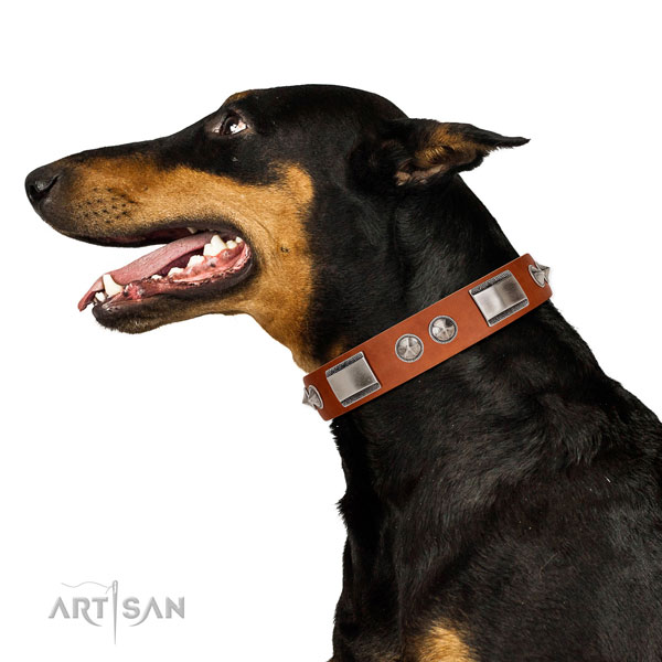 Extraordinary walking leather Doberman collar with chic decorations