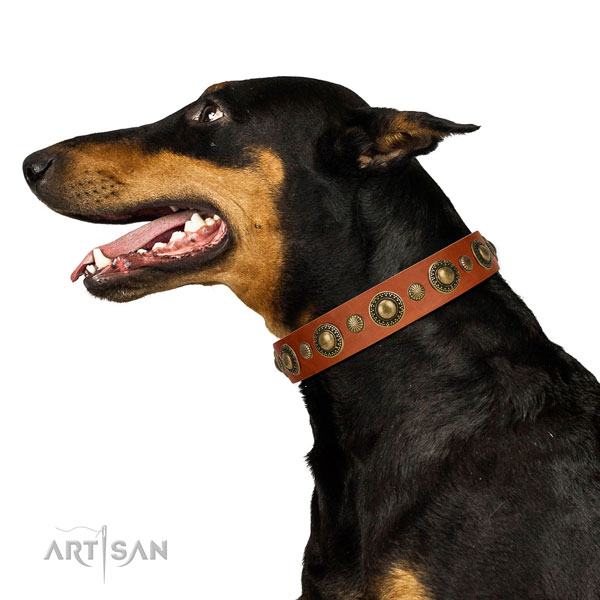Decorated leather Doberman collar with gold-like covered circles and studs
