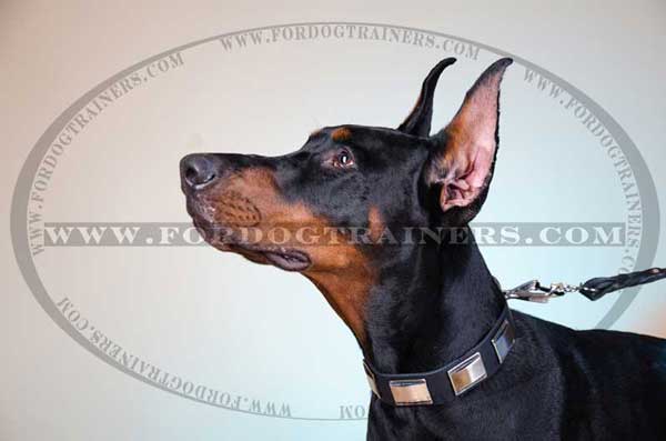 Decorated Leather Doberman Collar with Plates