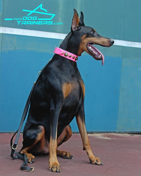 Pink Leather Doberman Collar with Polished Edges