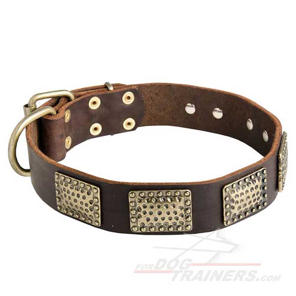 Leather Dog Collar Decorated with Brass Plates