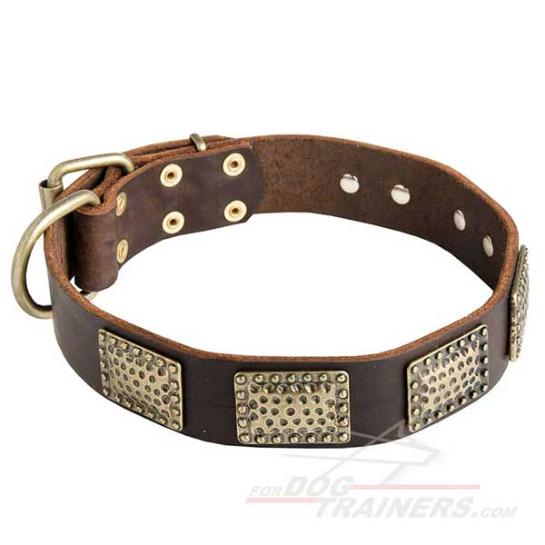 Designer Leather Dog Collar with Brass Plates