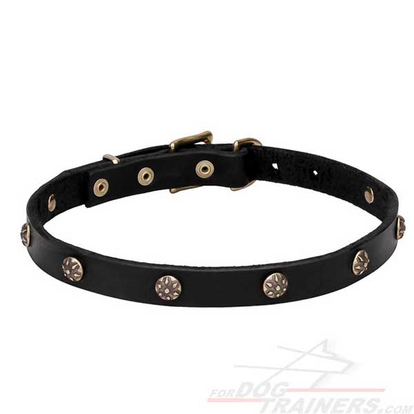 Canine Narrow Leather Collar with Brass Studs