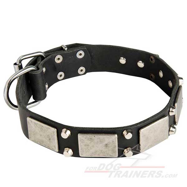 Reliable Dog Collar for Belgian Malinois Leather Stylish Nickel Designer Plates and Studs