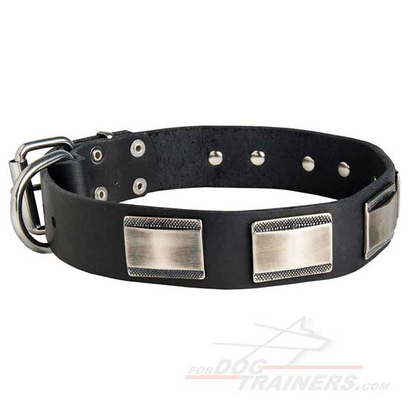 Nickel Plates Decorated Walking Leather Dog Collar