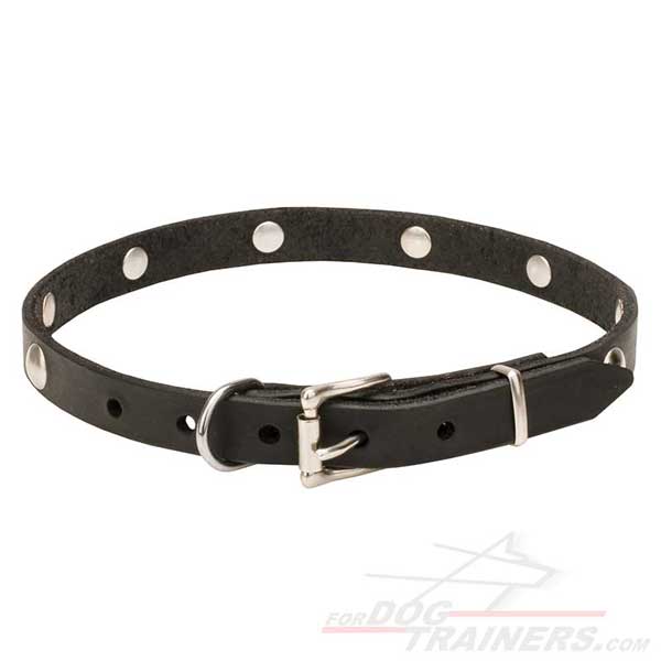 Dog Collar with Silver-Like Buckle and Strong D-Ring