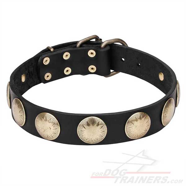 Leather Canine Collar with Brass Circles