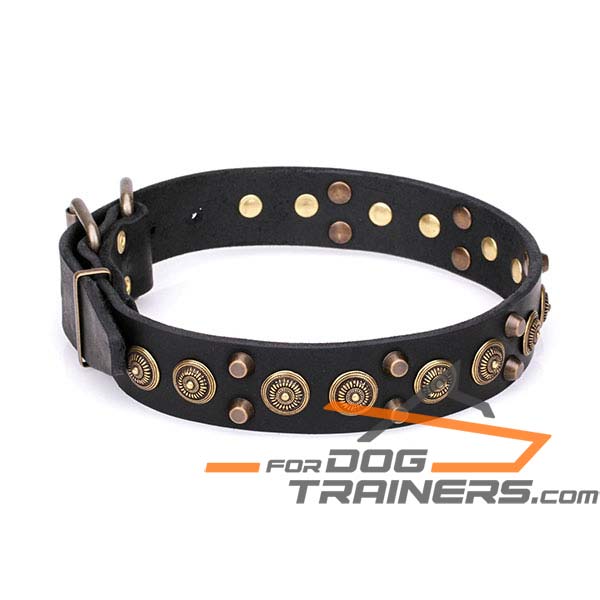 Royal Design Dog Collar with Golden-Like Decor