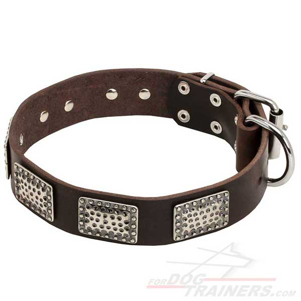 Leather Pitbull Collar with Nickel Decorations