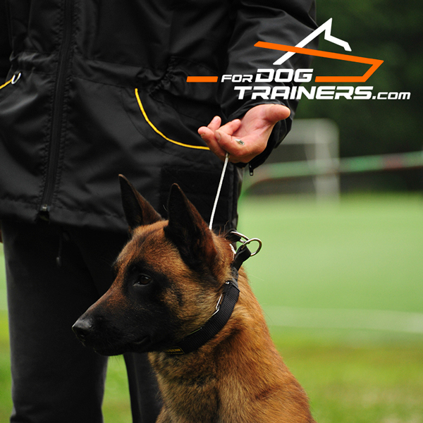 Dog Pinch Collar with Two O-rings and Quick Release Buckle