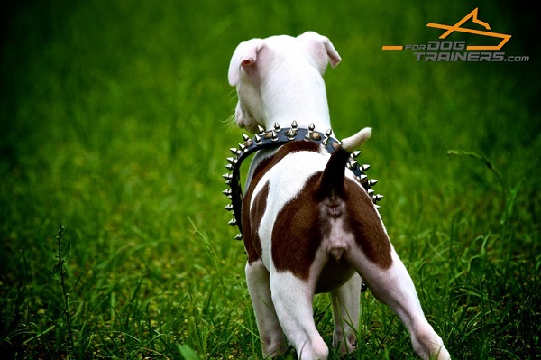 Soft Leather Pitbull Collar for Stylish Walking