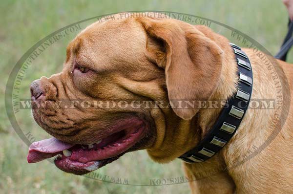 Decorated dog collar for Dogue-De-Bordeaux