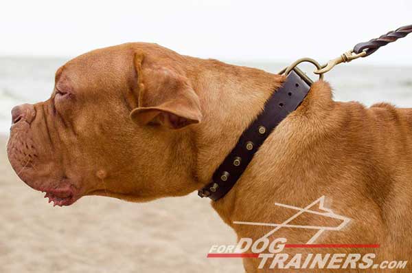 Adjustable Leather Dogue de Bordeaux Collar