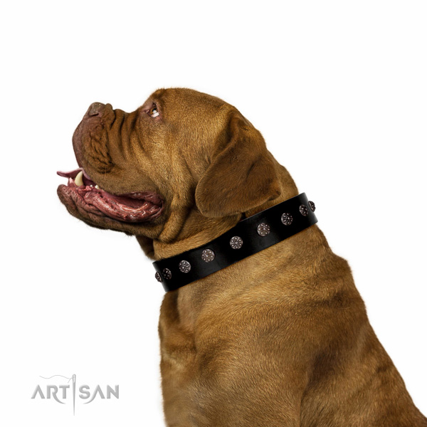 Elegant walking black leather Dogue de Bordeaux collar with fashionable studs