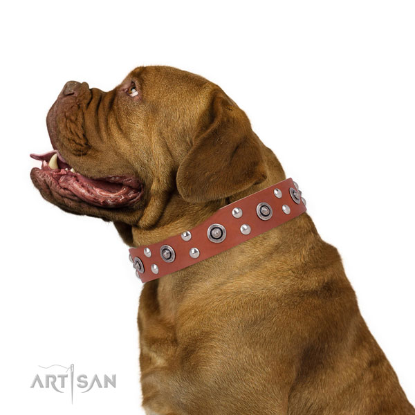 Dogue de Bordeaux walking dog collar of exquisite quality natural leather